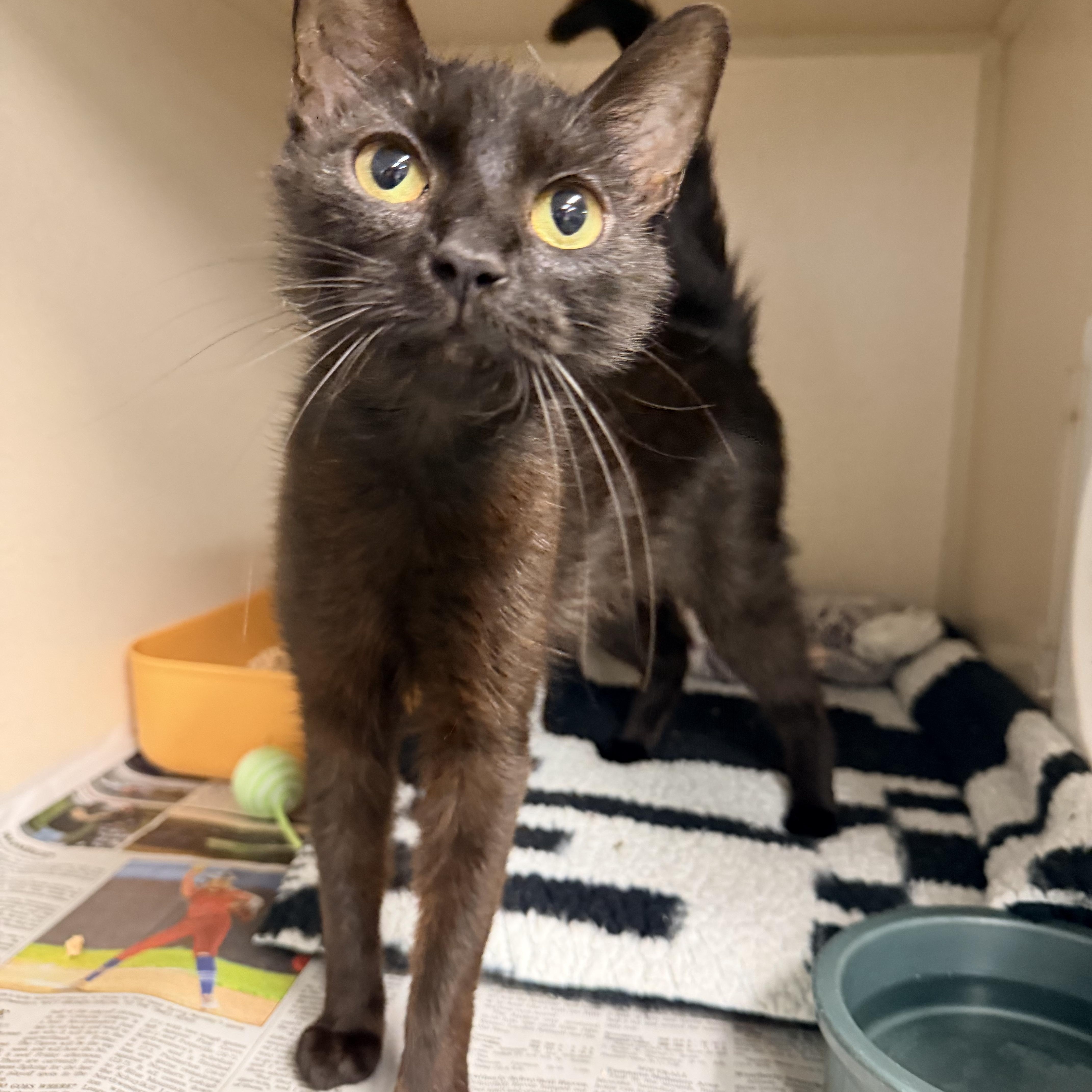 A young medium-sized female Black Domestic Short Hair cat named Primrose for adoption in Pottsville, PA