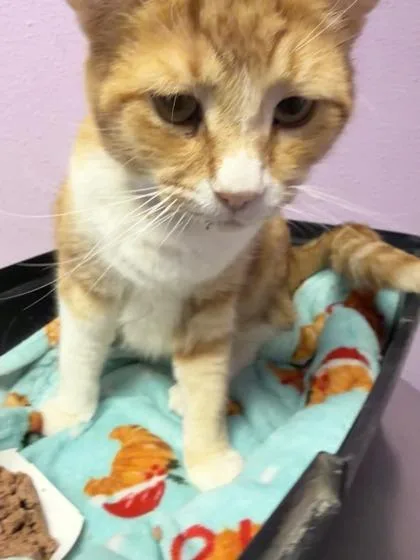 A young medium-sized male Orange / Red Domestic Short Hair cat named 60962406 for adoption in El Paso, TX
