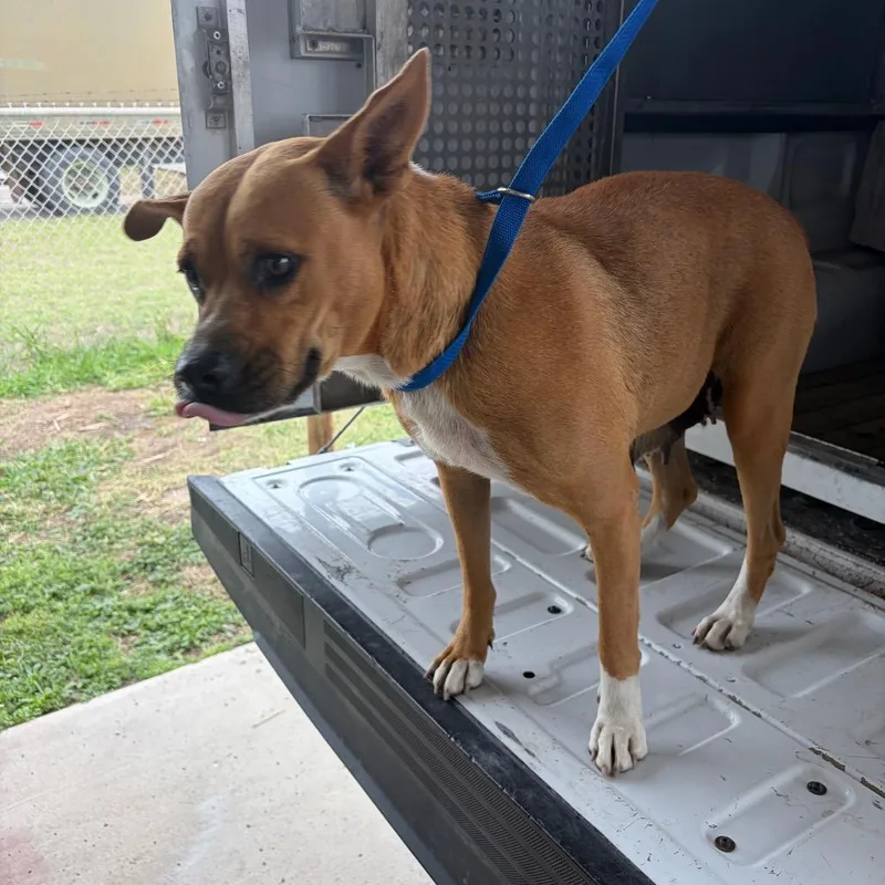An adult medium-sized female Brown / Chocolate Boxer dog named Tillamook for adoption in Edinburg, TX
