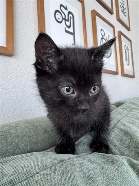 A baby small-sized male Domestic Short Hair cat named Garbanzo for adoption in Colorado Springs, CO