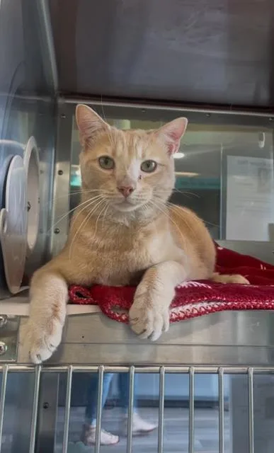 A young large-sized male Domestic Short Hair cat named Jack Tan for adoption in Grand Prairie, TX