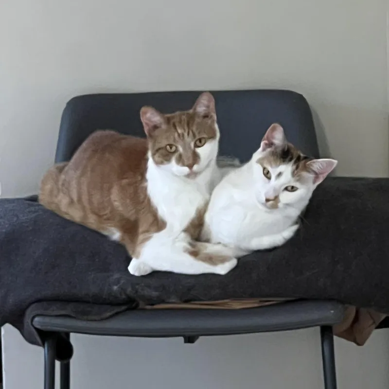Coco  Home to thumbnail 2