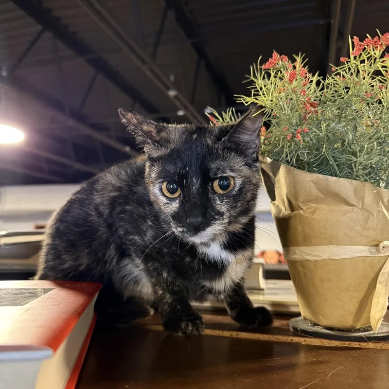 An adult medium-sized female Tortoiseshell Domestic Short Hair cat named Queen at Fat Cat for adoption in Tallahassee, FL
