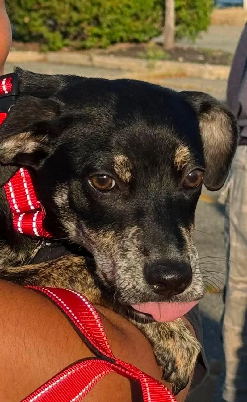 A baby medium-sized female Feist dog named Adaline for adoption in Holbrook, NY