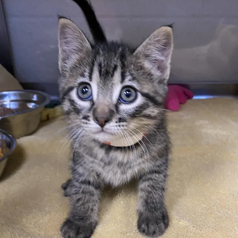 A baby small-sized female Brown / Chocolate Domestic Short Hair cat named Lady Bird Johnson for adoption in Cheyenne, WY