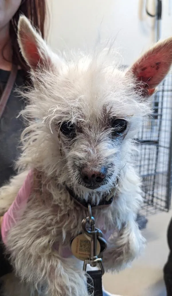 A senior small-sized male Terrier dog named Chiller for adoption in El Cajon, CA
