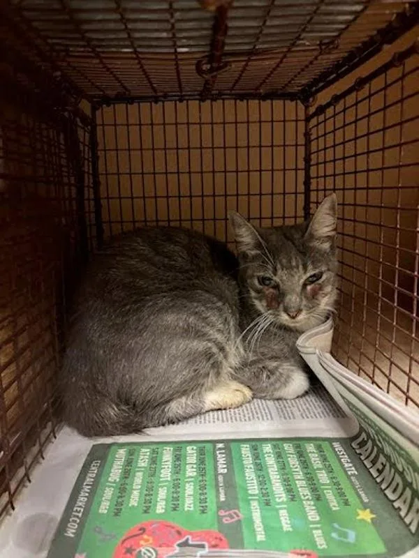 A young small-sized female Domestic Short Hair cat named Impa for adoption in Austin, TX