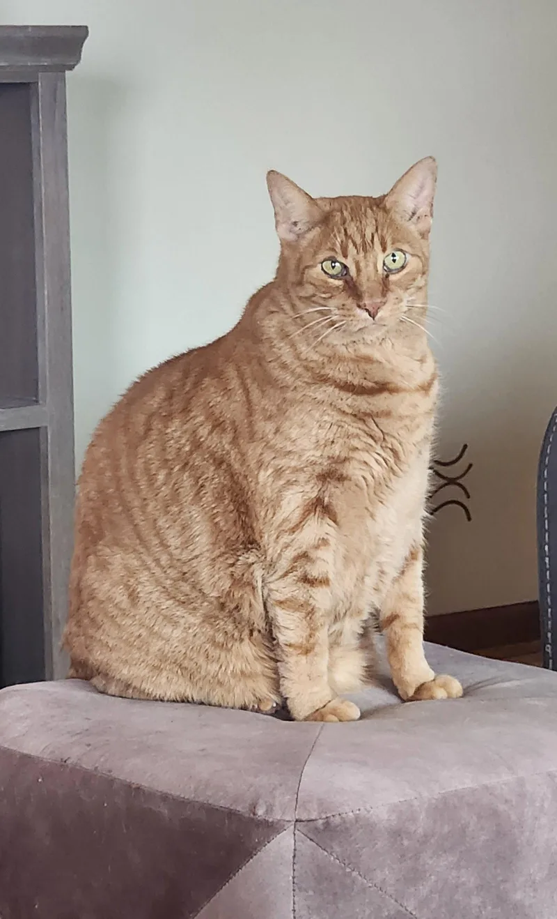 An adult extra large-sized male Orange / Red Domestic Short Hair cat named Mellow for adoption in Walled Lake, MI