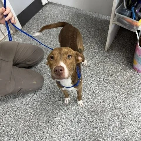 A young medium-sized female Brown / Chocolate Mixed Breed dog named Emmy for adoption in Bryan, OH