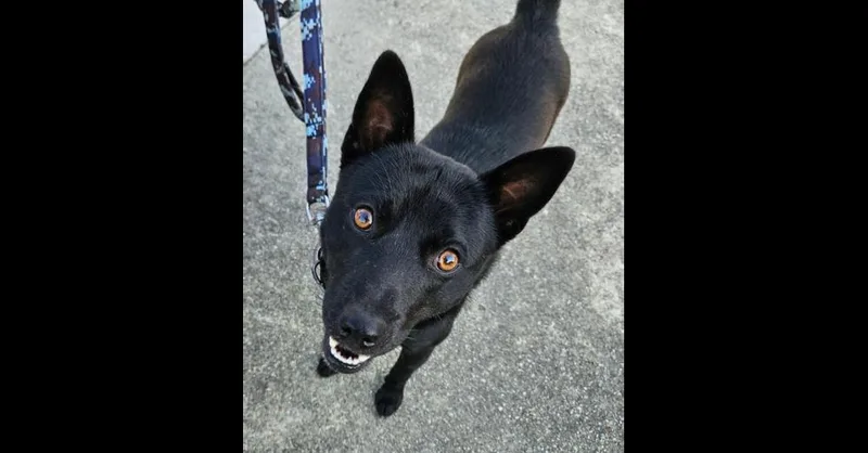 A young medium-sized male Black Schipperke dog named Magic for adoption in Youngsville, NC