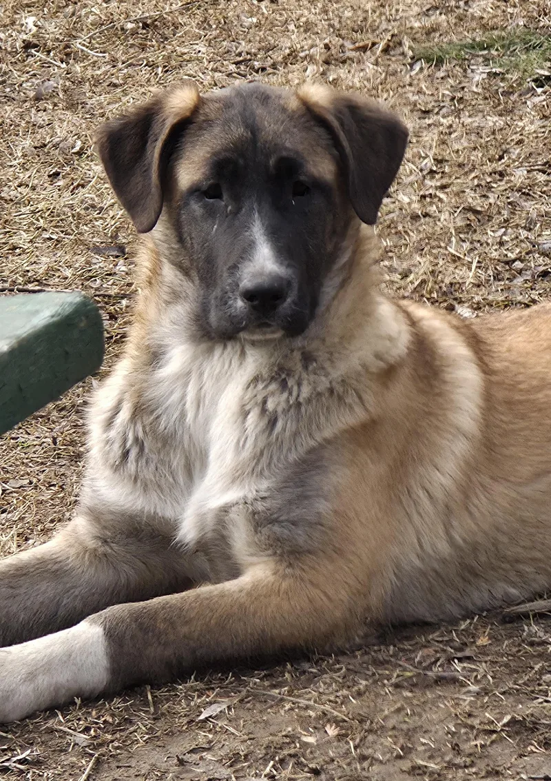 A baby large-sized female Apricot / Beige Anatolian Shepherd dog named Shadow for adoption in AUBURN, WA