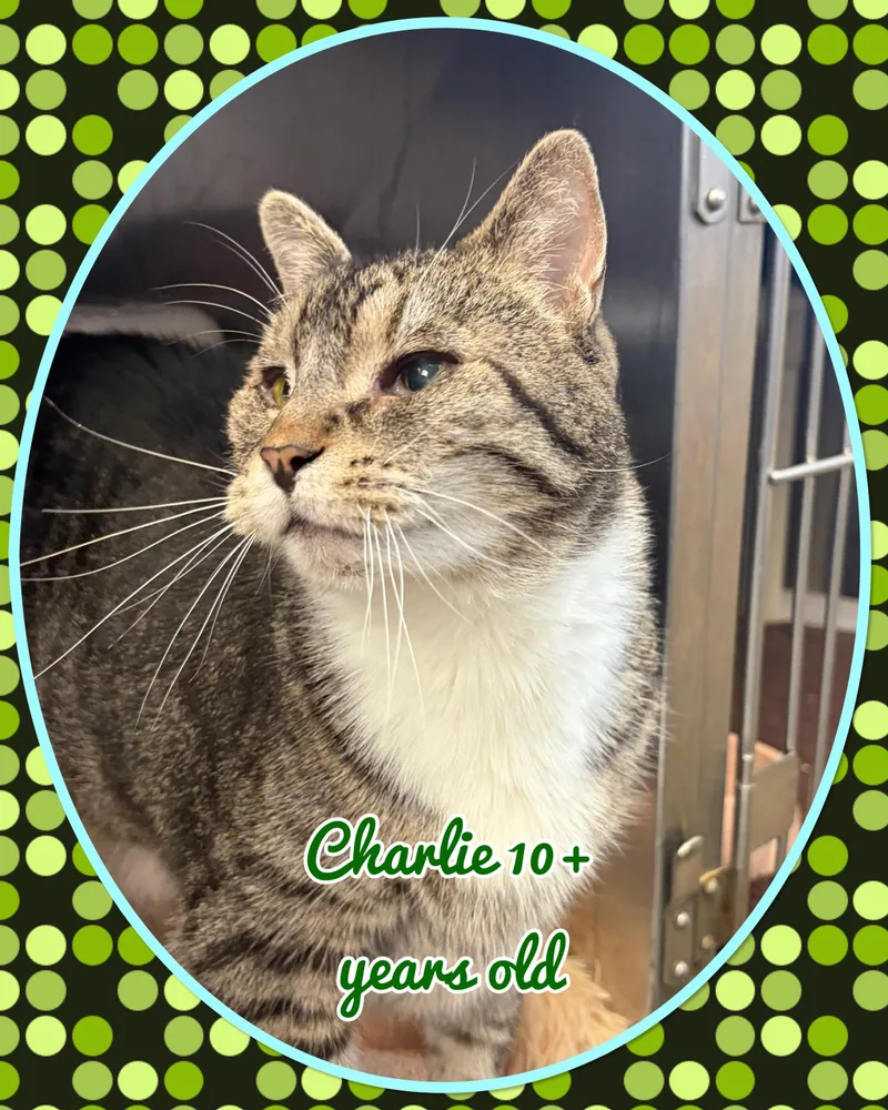 A senior medium-sized male Tabby (Brown / Chocolate) Domestic Short Hair cat named Charlie for adoption in Somerset, NJ