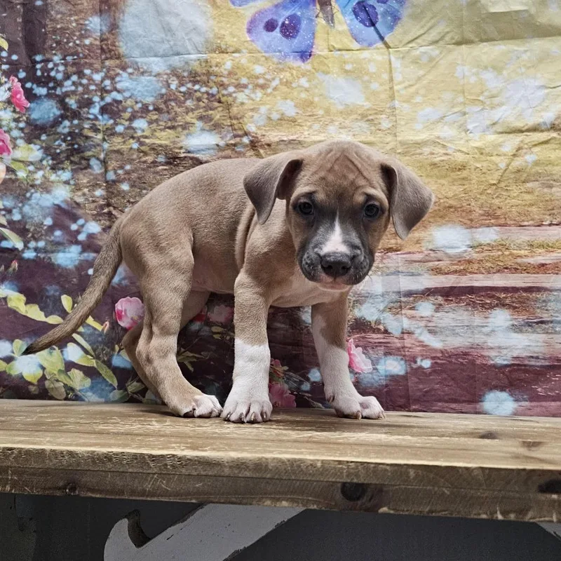 A baby medium-sized female Yellow / Tan / Blond / Fawn Boxer dog named Nebula for adoption in Normal, IL