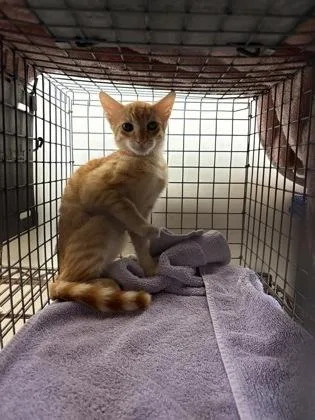 A baby small-sized female Domestic Short Hair cat named Small Fry for adoption in Honolulu, HI