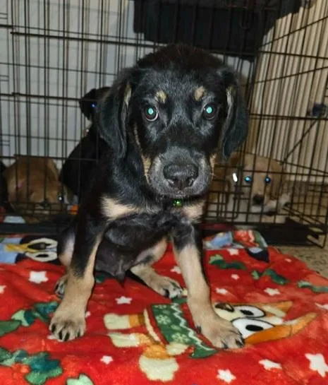 A baby medium-sized male Black Labrador Retriever dog named Rocky for adoption in Huntington, NY