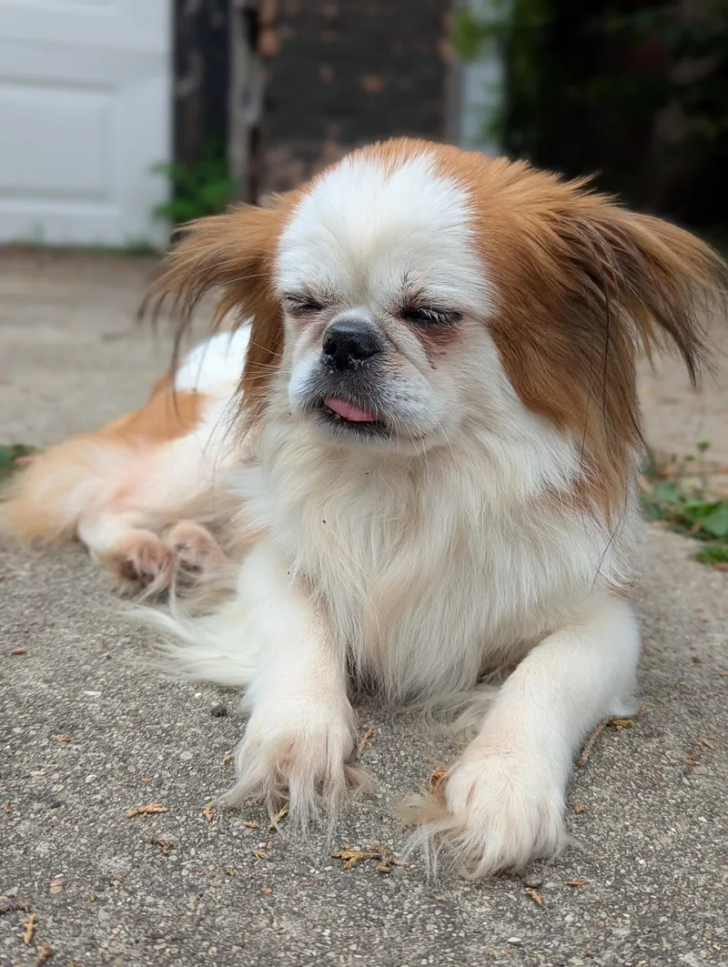 A senior small-sized male Pekingese dog named Penny for adoption in Evanston, IL