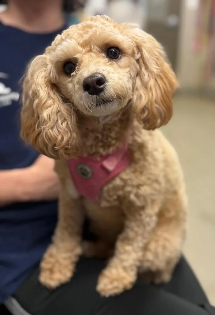 A young small-sized female Poodle dog named Nova for adoption in Hopkinsville, KY