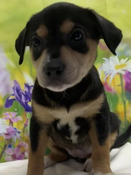 A young small-sized female Terrier dog named Amy for adoption in San Antonio, TX