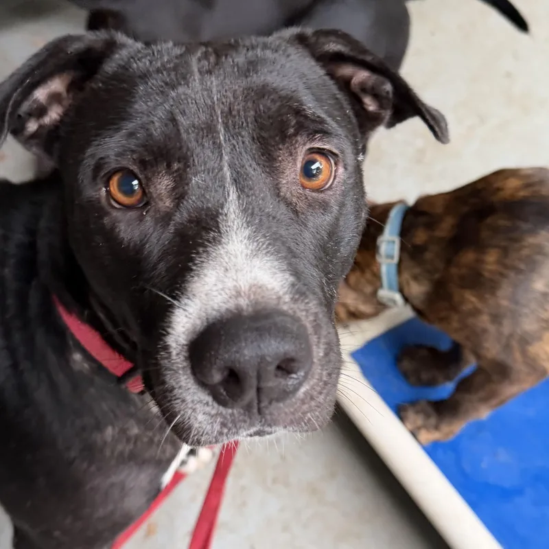 An adult medium-sized female Black Mixed Breed dog named Naomi for adoption in Nantucket, MA