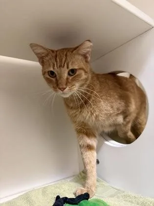 An adult small-sized male Orange / Red Domestic Short Hair cat named Sterling for adoption in Harbor Springs, MI