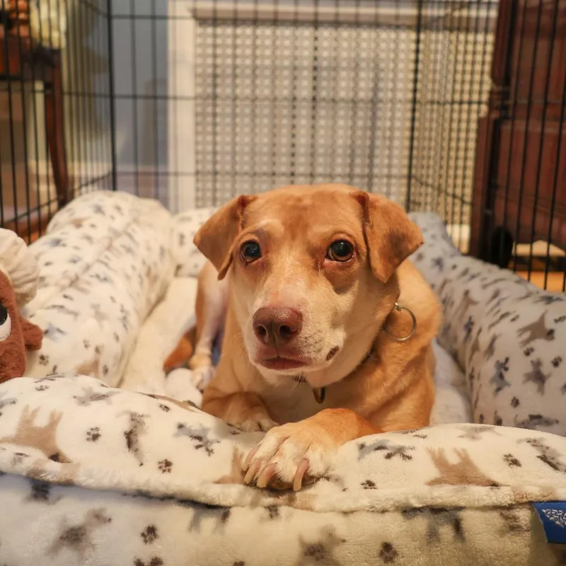 An adult small-sized female Yellow / Tan / Blond / Fawn Cocker Spaniel dog named Jump Rope for adoption in La Grange, KY