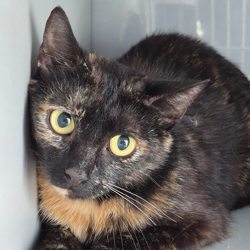 An adult small-sized female Tortoiseshell Domestic Short Hair cat named Camille for adoption in Lexington, KY