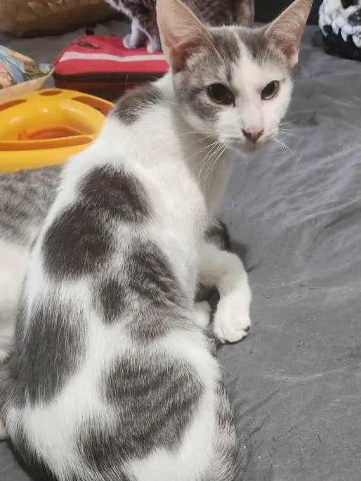 Cat Sajak thumbnail 2