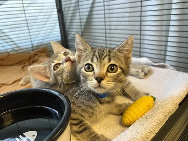 Banana Joe