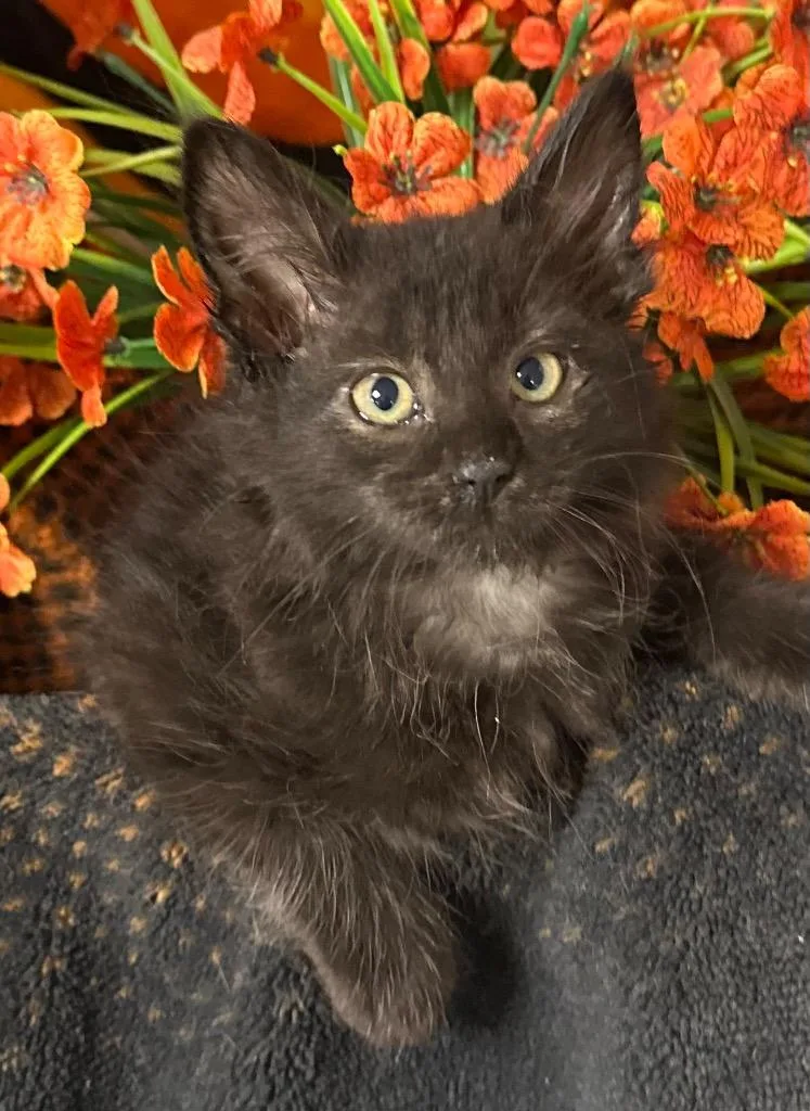 A baby small-sized male Domestic Short Hair cat named Newt for adoption in Stillwater, OK