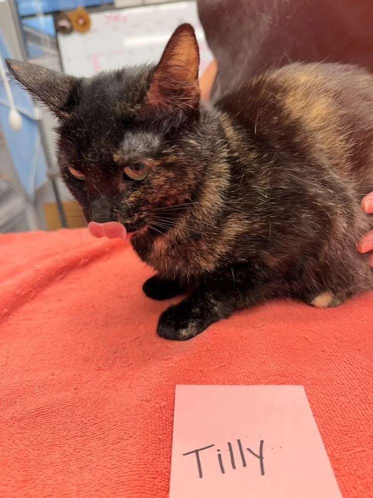A young medium-sized female Domestic Short Hair cat named Tilly for adoption in Vancouver, WA