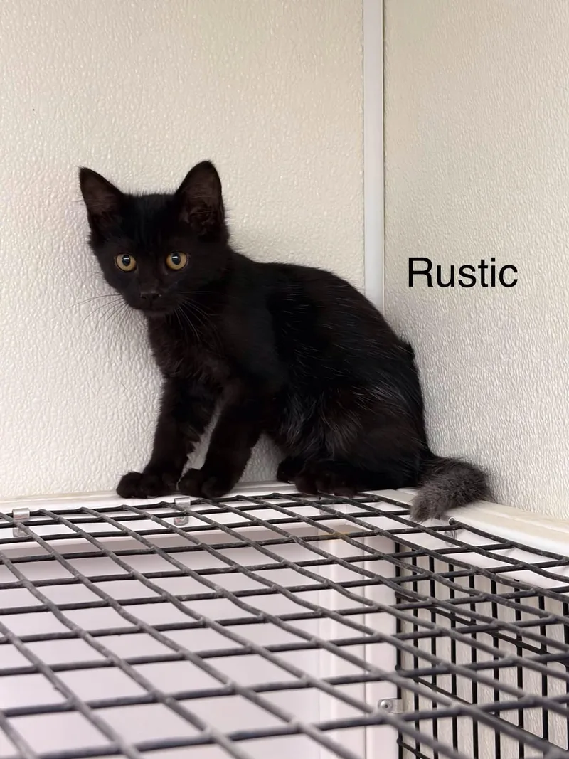 Rustic