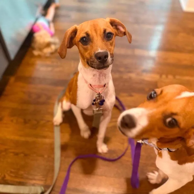 A baby medium-sized female Yellow / Tan / Blond / Fawn Beagle dog named Frankie for adoption in St. Charles, IL