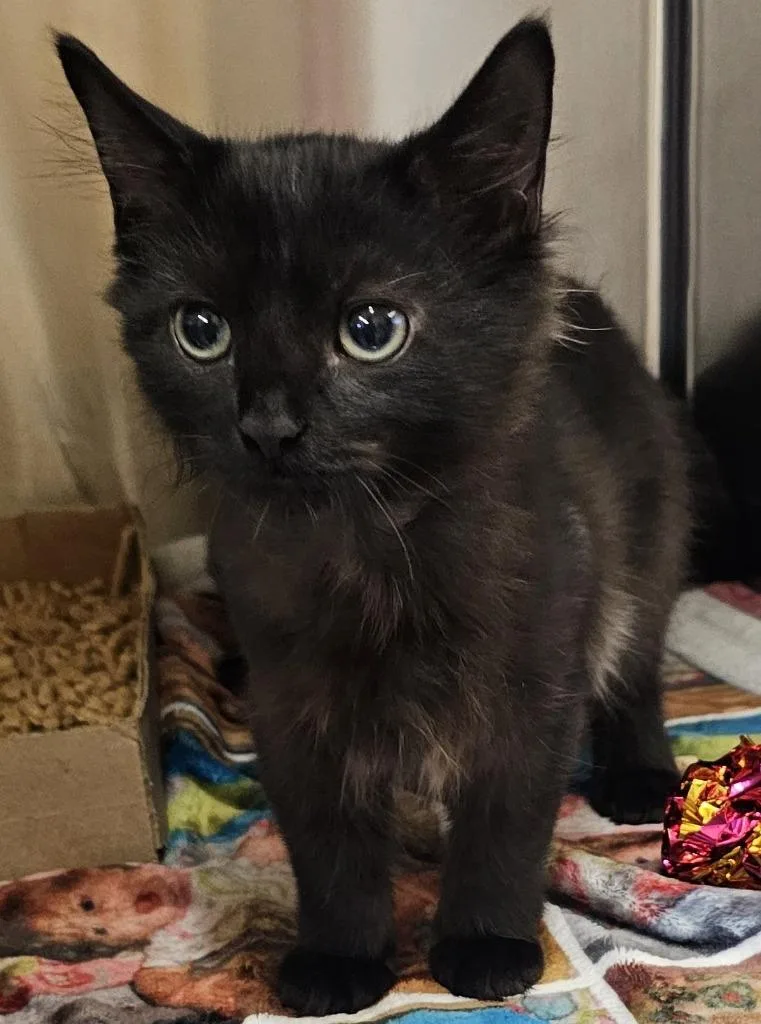 A baby medium-sized female Domestic Medium Hair cat named Ozzy for adoption in Cincinnati, OH