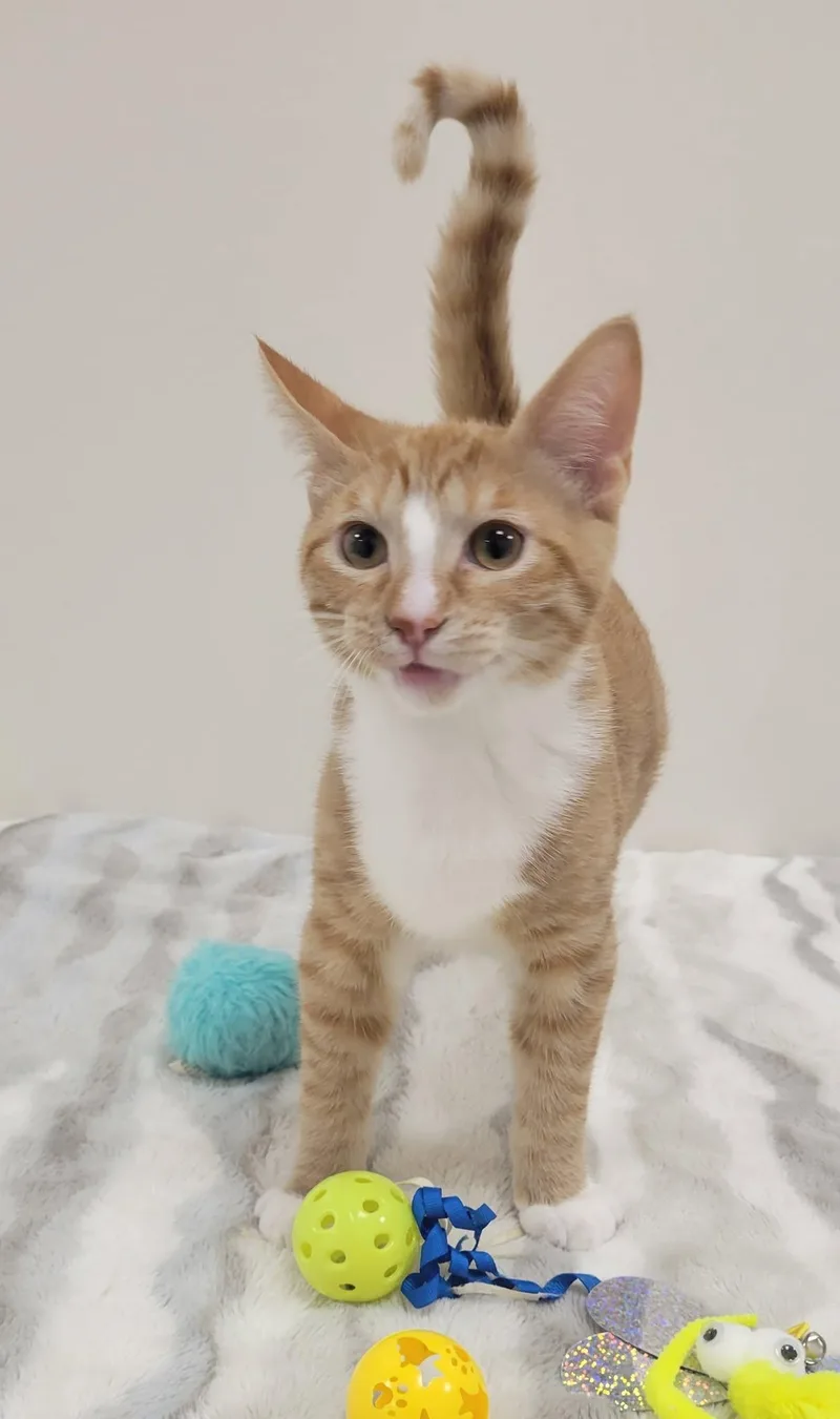 Wilson