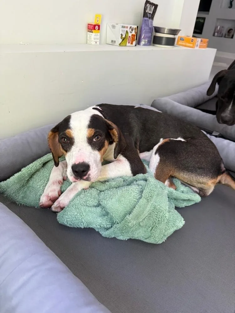 A baby medium-sized female Hound dog named Roxy for adoption in Youngsville, NC