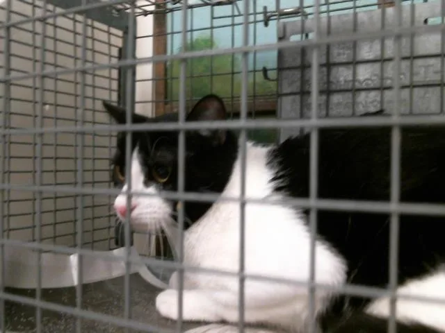 A young medium-sized male Domestic Short Hair cat named Spot for adoption in Houston, TX