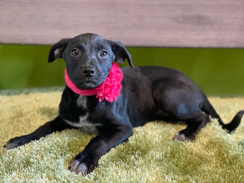 A young medium-sized female Labrador Retriever dog named Quest for adoption in Dalton, GA