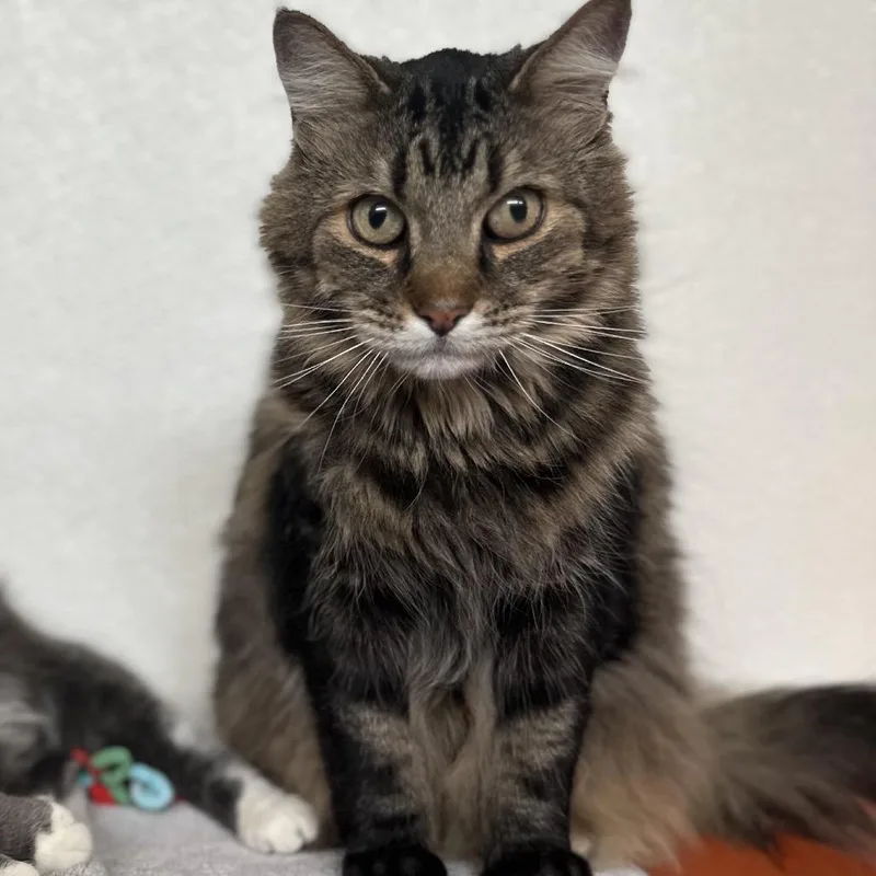 A senior large-sized male Brown / Chocolate Domestic Long Hair cat named Wiley for adoption in Glenwood Springs, CO