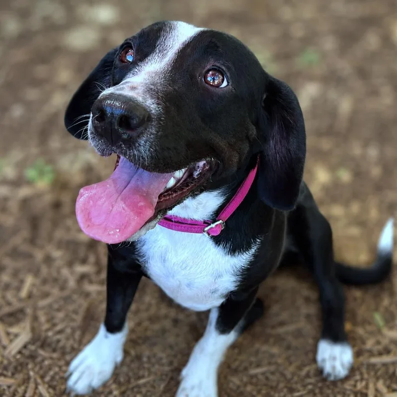 A young medium-sized female Black Beagle dog named Calla for adoption in Boerne, TX