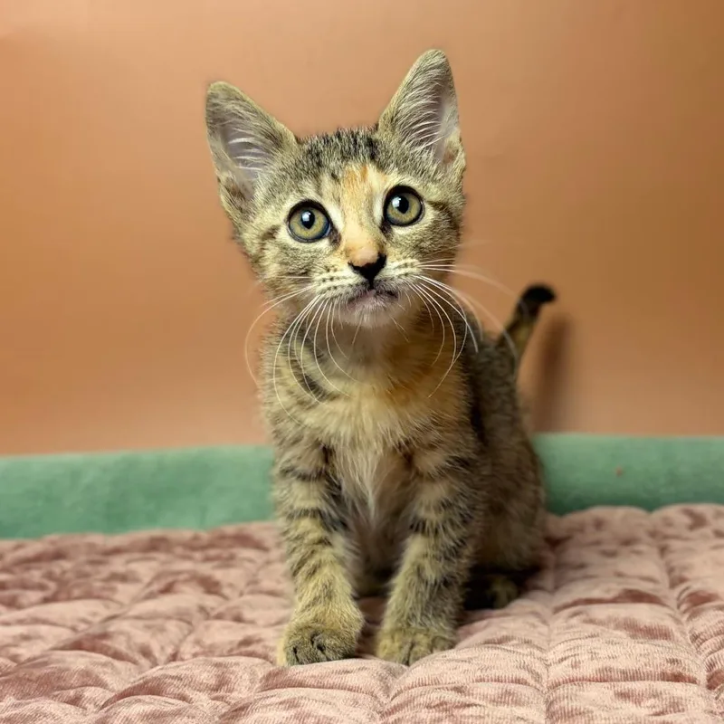 A baby small-sized female Torbie Domestic Short Hair cat named Kat for adoption in San Antonio, TX