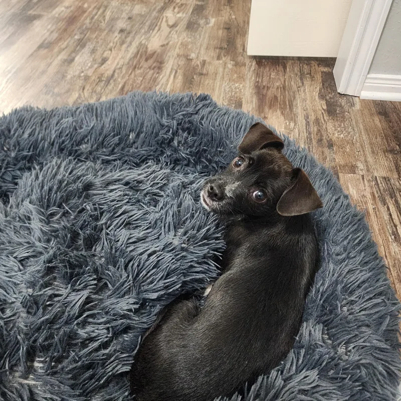 Brittany  Affectionate  thumbnail 3