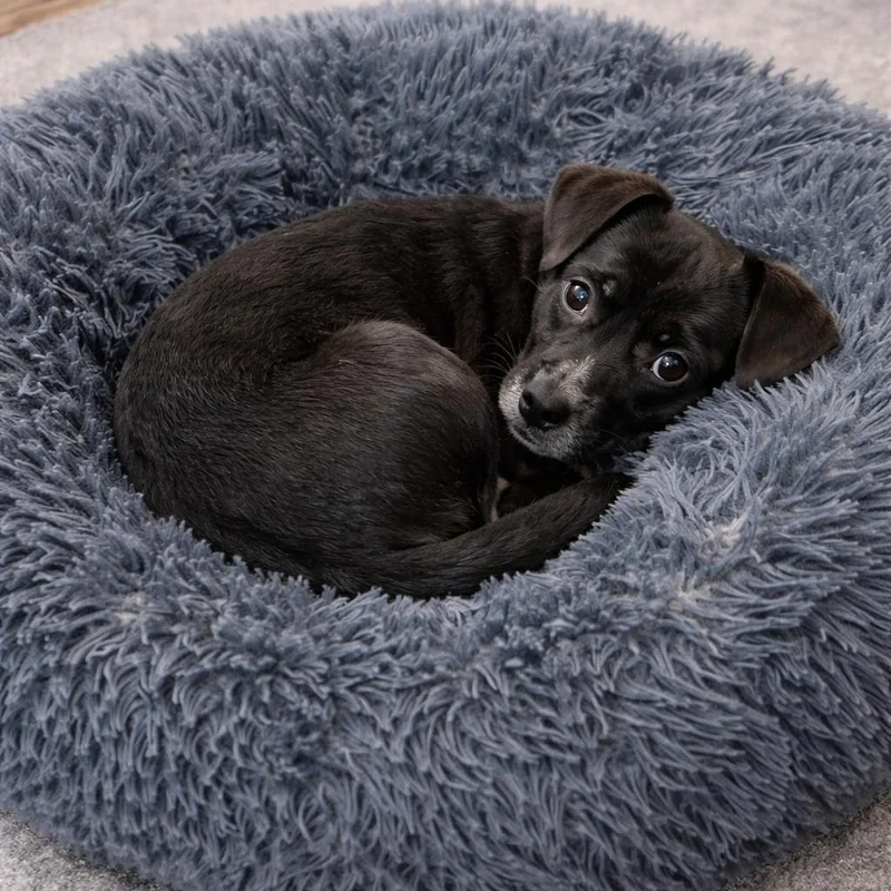 Brittany  Affectionate  thumbnail 5