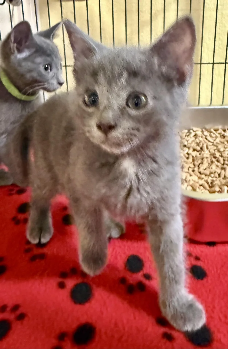 A baby medium-sized male Gray / Blue / Silver Russian Blue cat named Simon for adoption in New Port Richey, FL