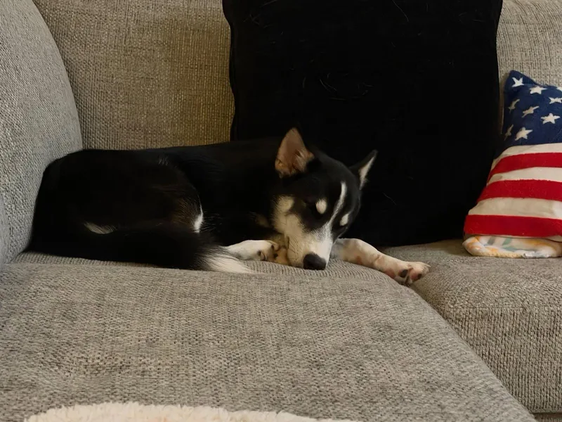 A baby medium-sized male Siberian Husky dog named Cannoli for adoption in Carrollton, TX