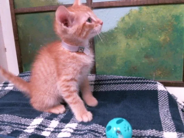 A baby small-sized male Domestic Short Hair cat named Wally for adoption in Houston, TX
