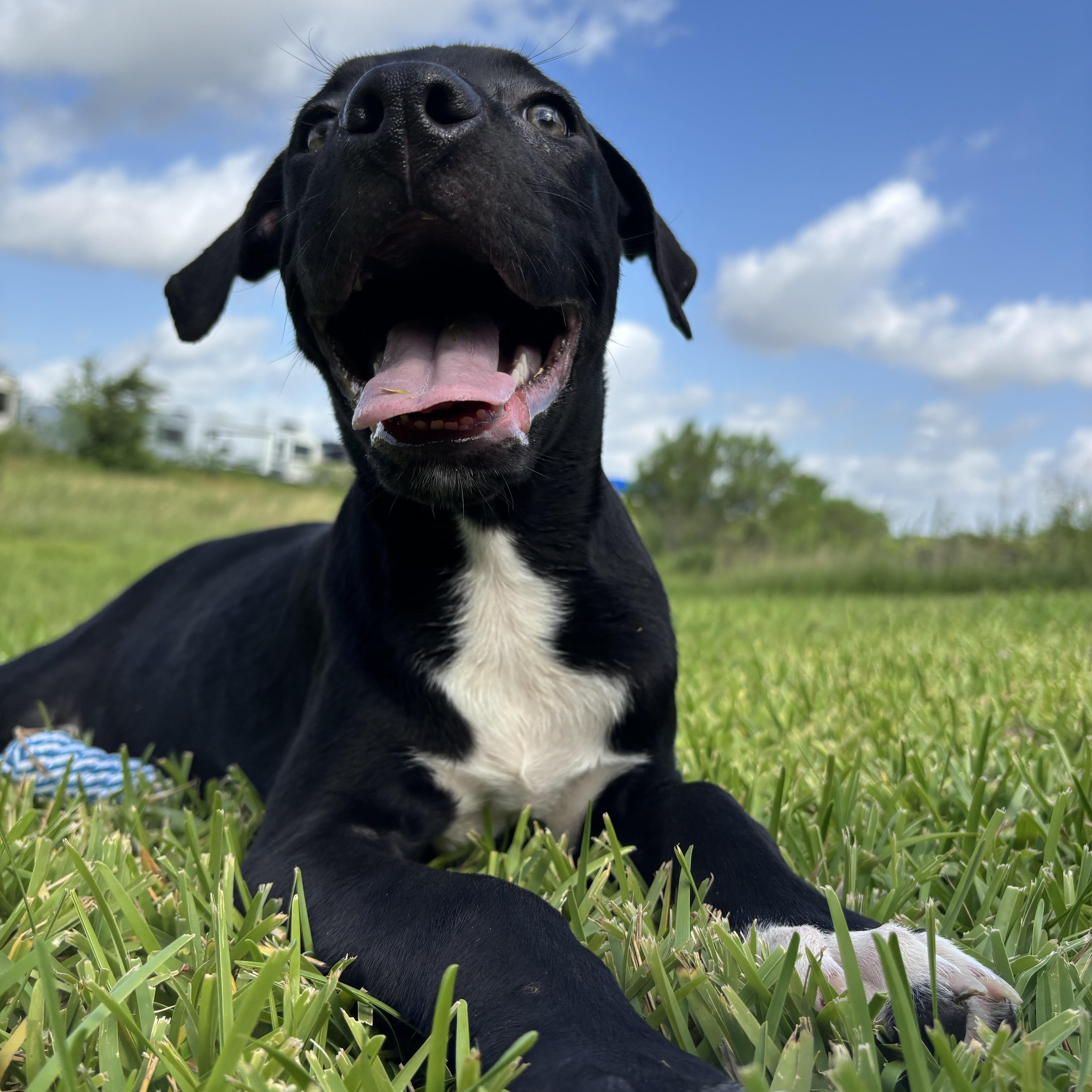 A baby medium-sized male Labrador Retriever dog named Bingo for adoption in Pearland, TX