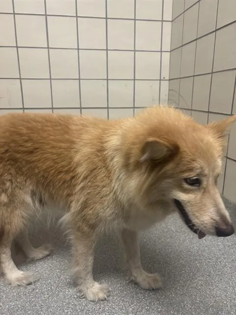 An adult medium-sized female Siberian Husky dog named A for adoption in Pasadena, TX