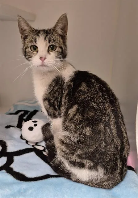 A young small-sized female Domestic Short Hair cat named Lisa for adoption in Lodi, CA