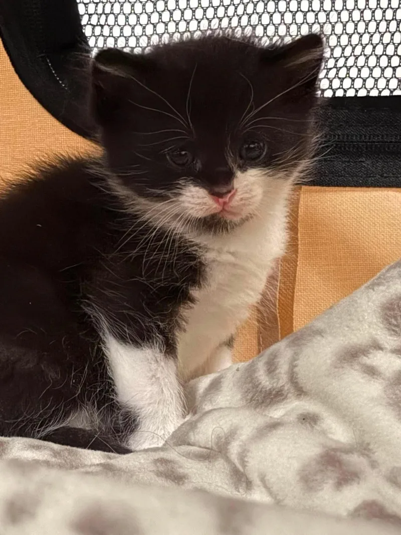 A young medium-sized male Domestic Short Hair cat named Binx for adoption in Manchester, CT