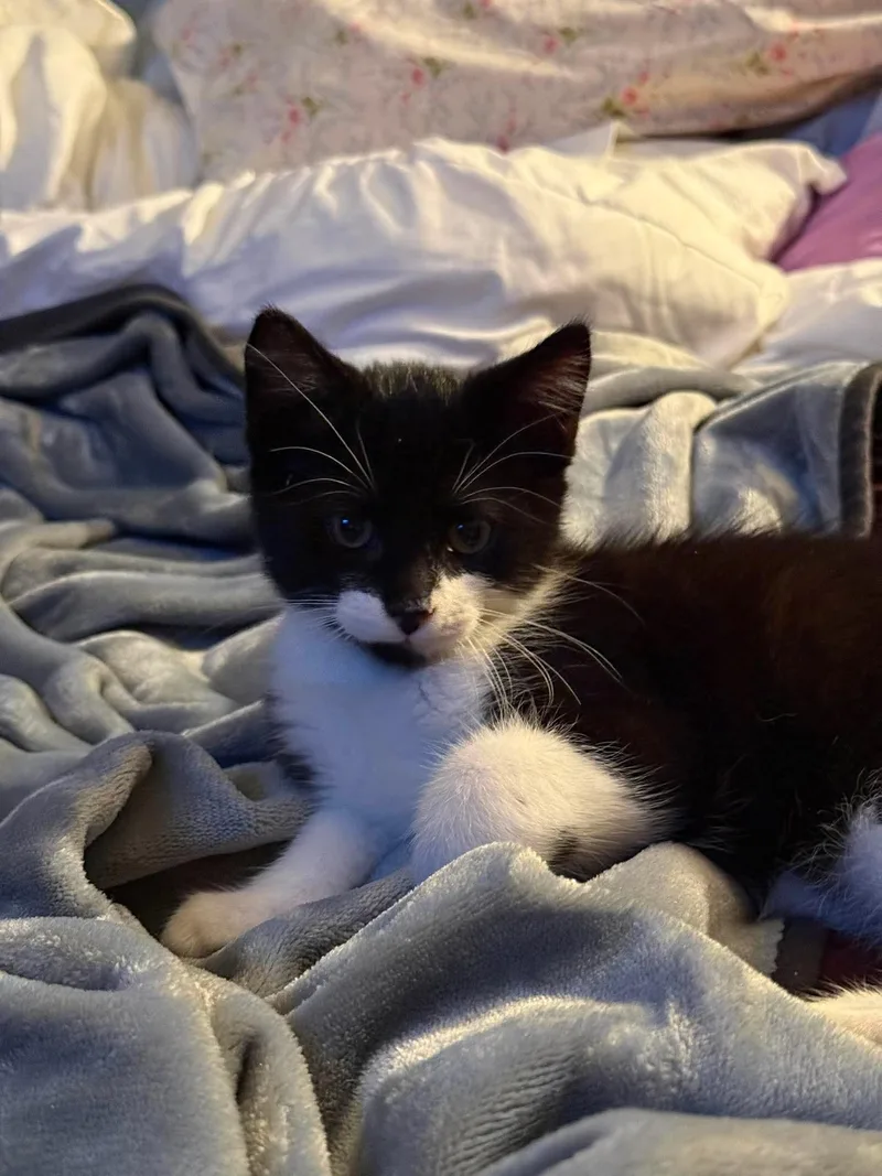 Binx thumbnail 2